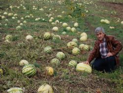 Tonlarca karpuz tarlada kaldı